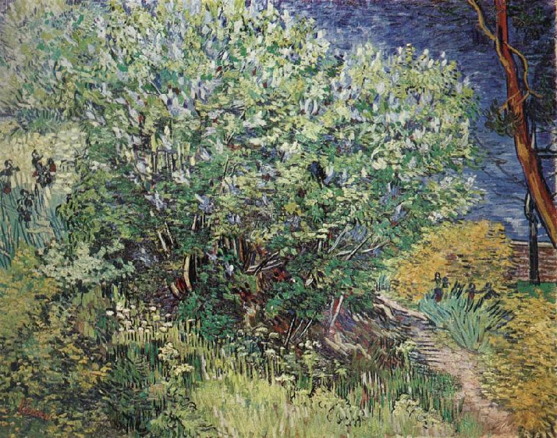 Vincent Van Gogh The Bush France oil painting art